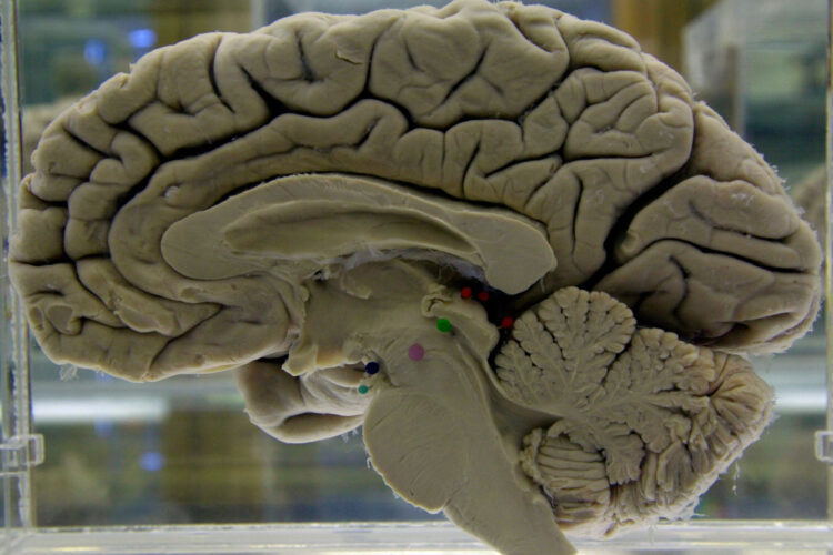 Challenging Your Brain Helps Keep It Healthy